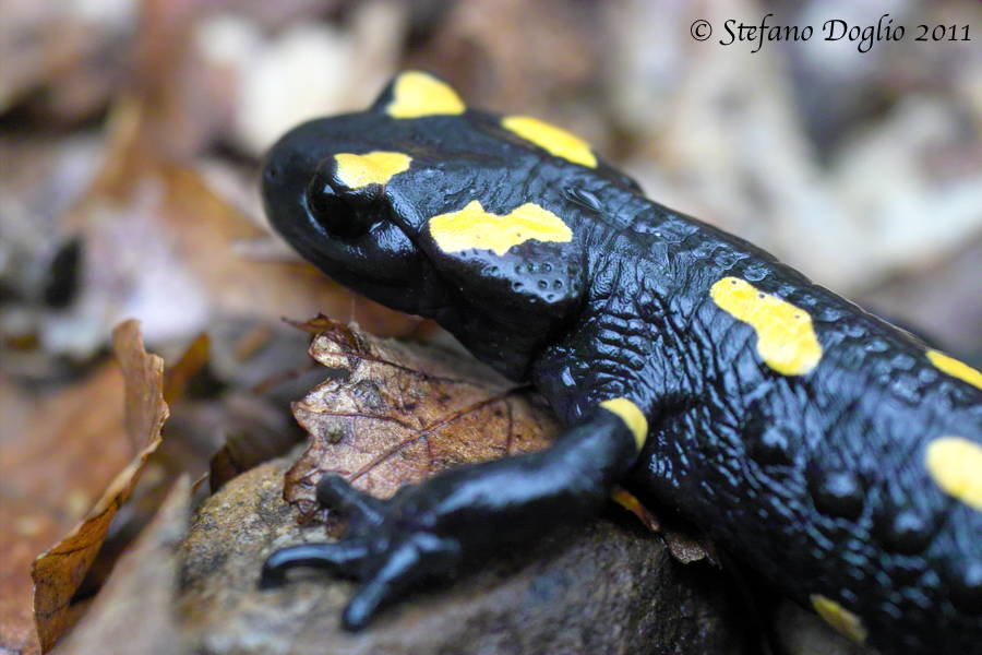 Salamandra algira